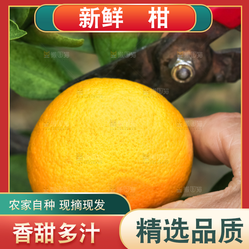 农民正在摘橘子