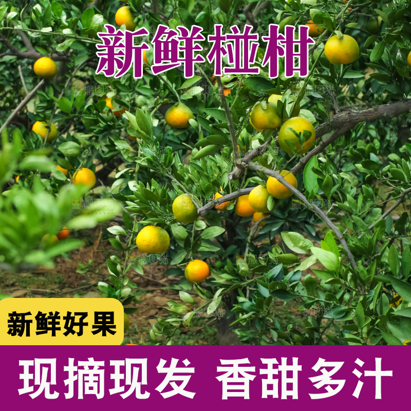 树上长着椪柑