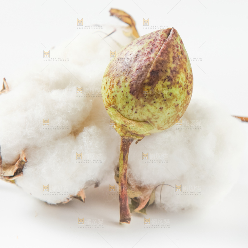 白底上的棉花