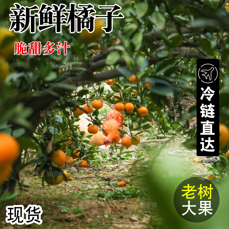 橘子种植基地