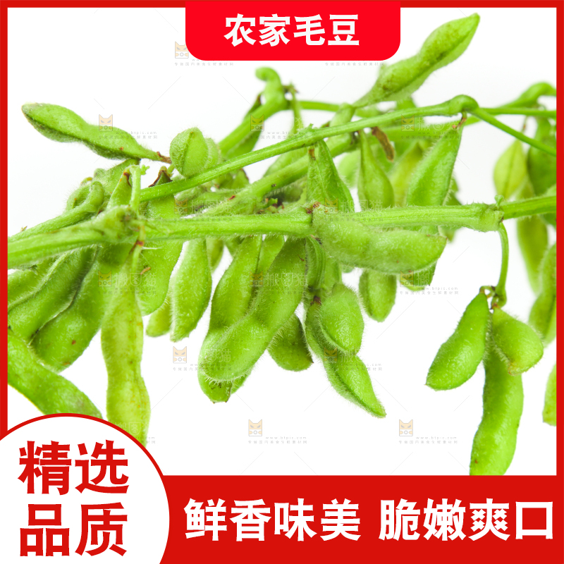 白底上的毛豆