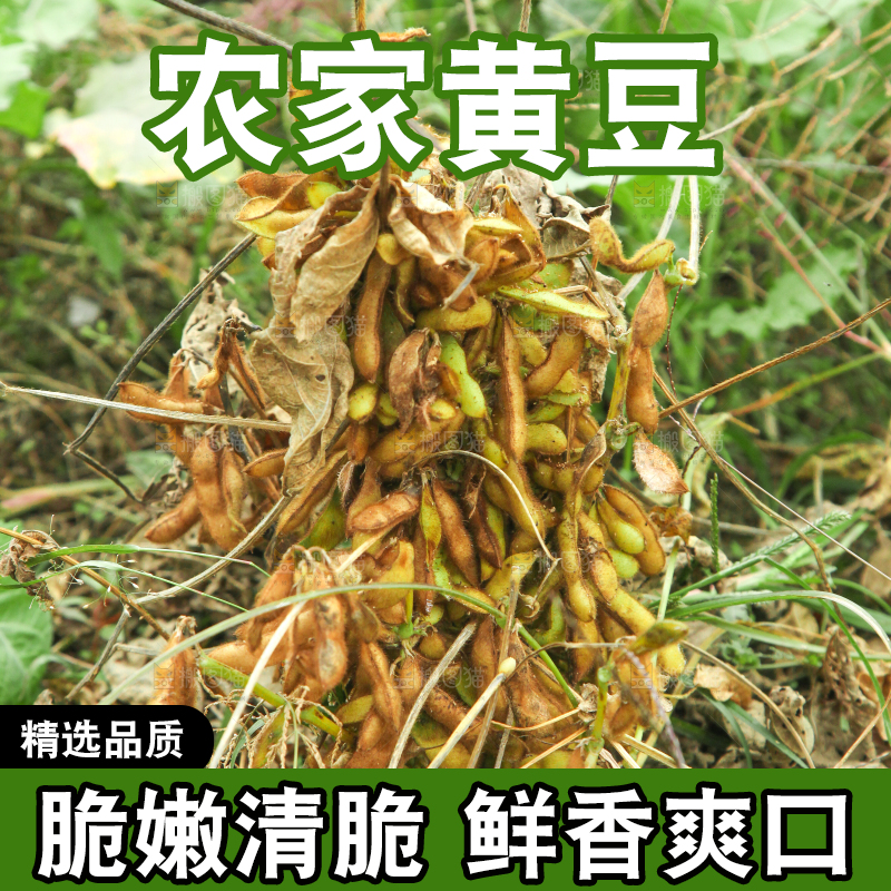 田里的黄豆