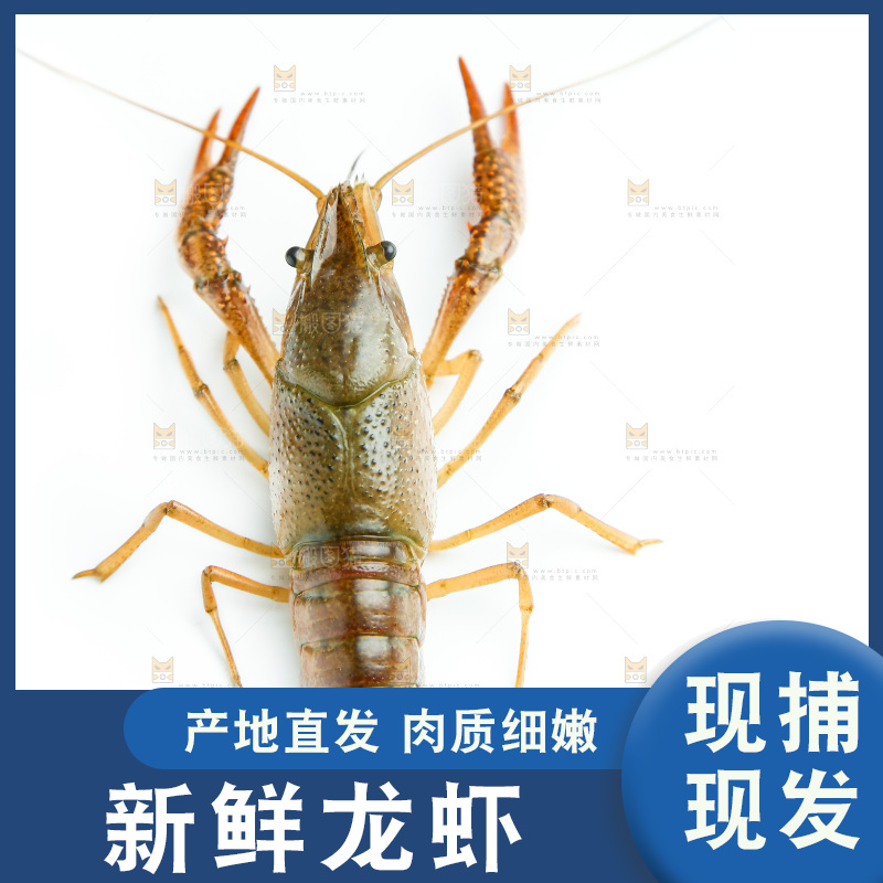 白底上的龙虾
