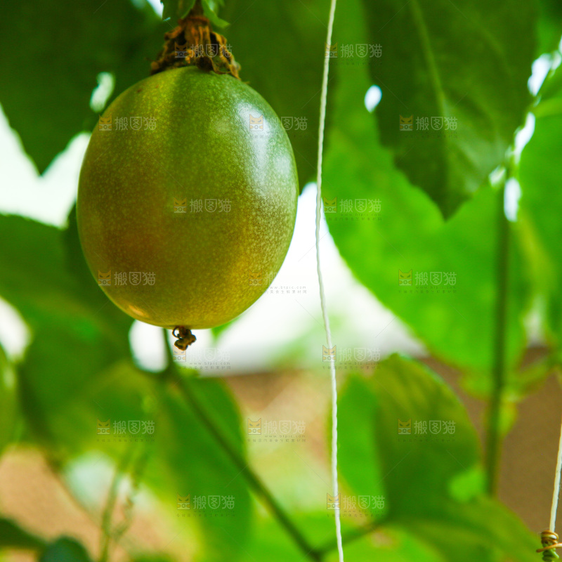 大棚里种着百香果
