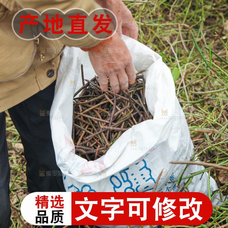农民正在摘绿豆