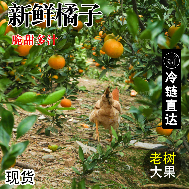 橘子种植基地