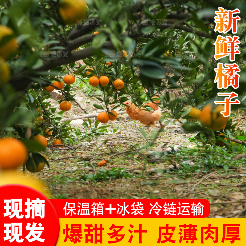 橘子种植基地