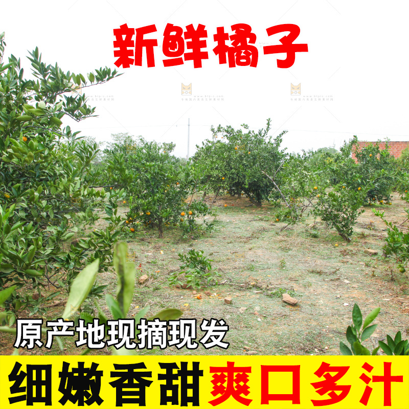 橘子种植基地