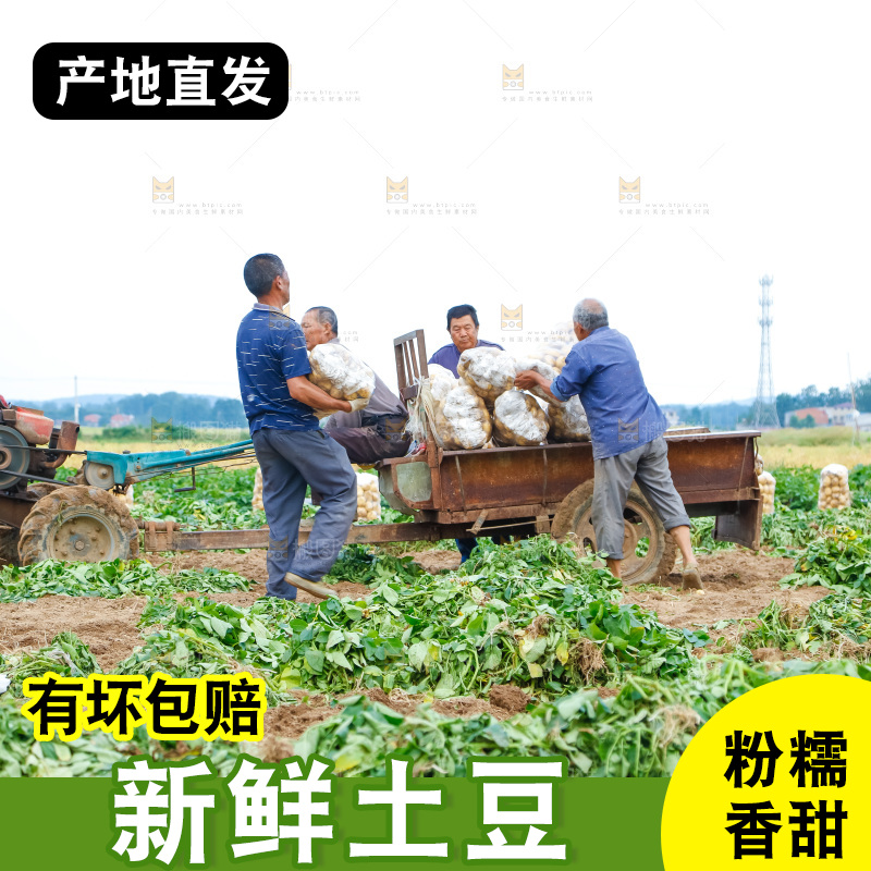 农民正在运输土豆