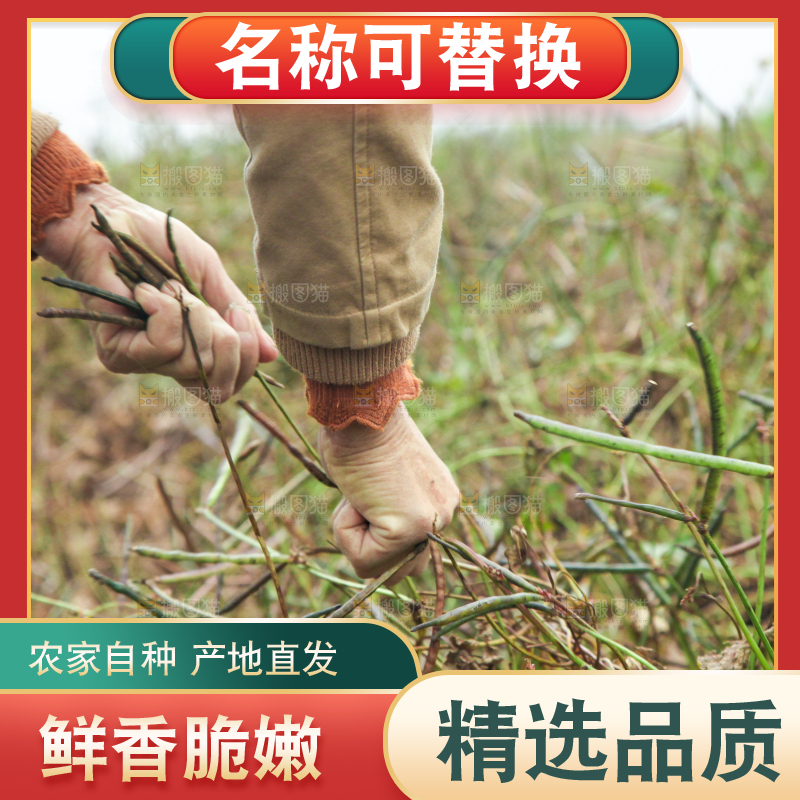 户外的野生绿豆