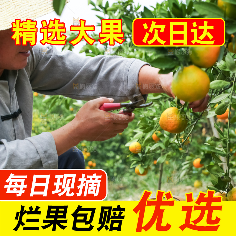 果园里的橘子