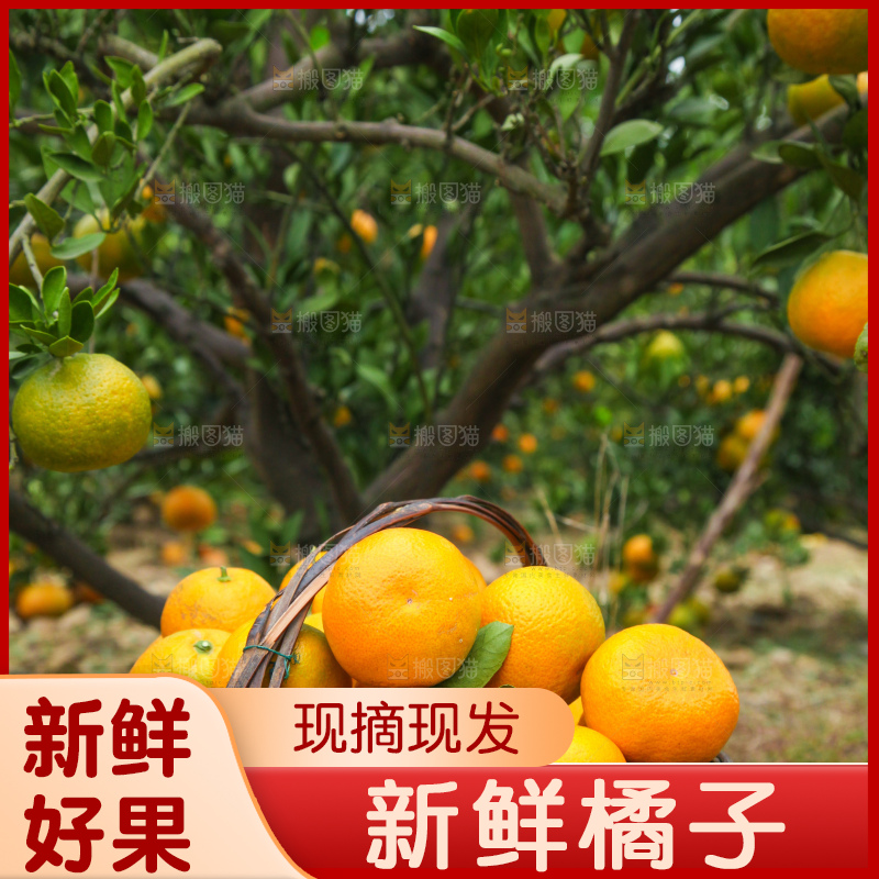 橘子种植园