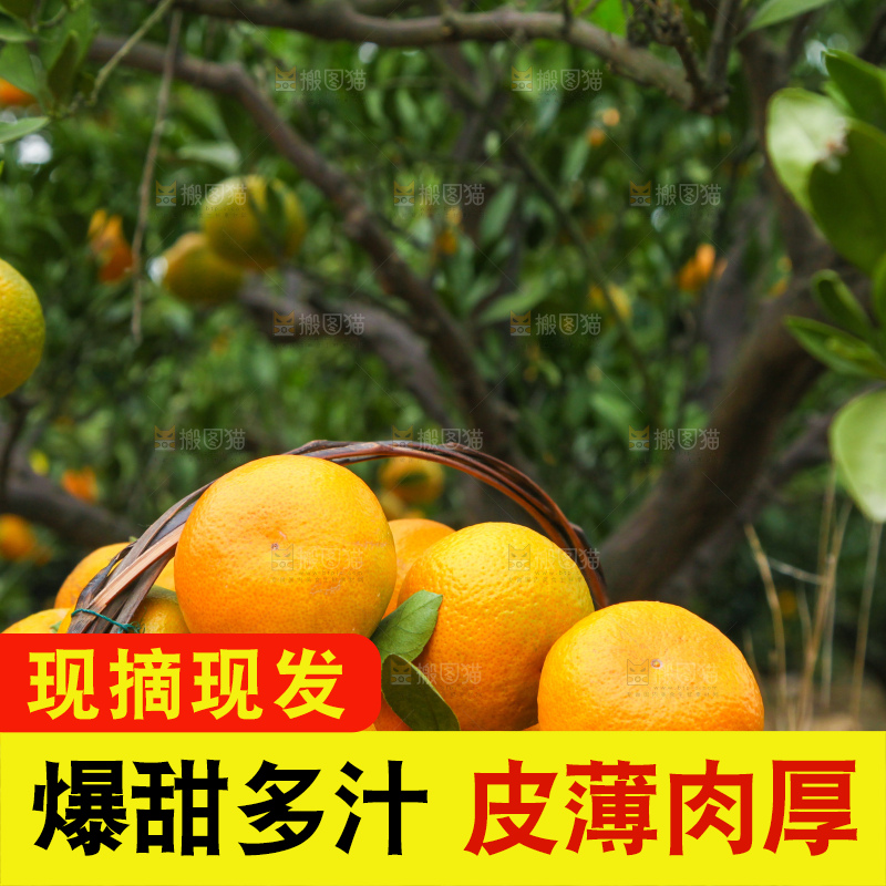 橘子种植基地