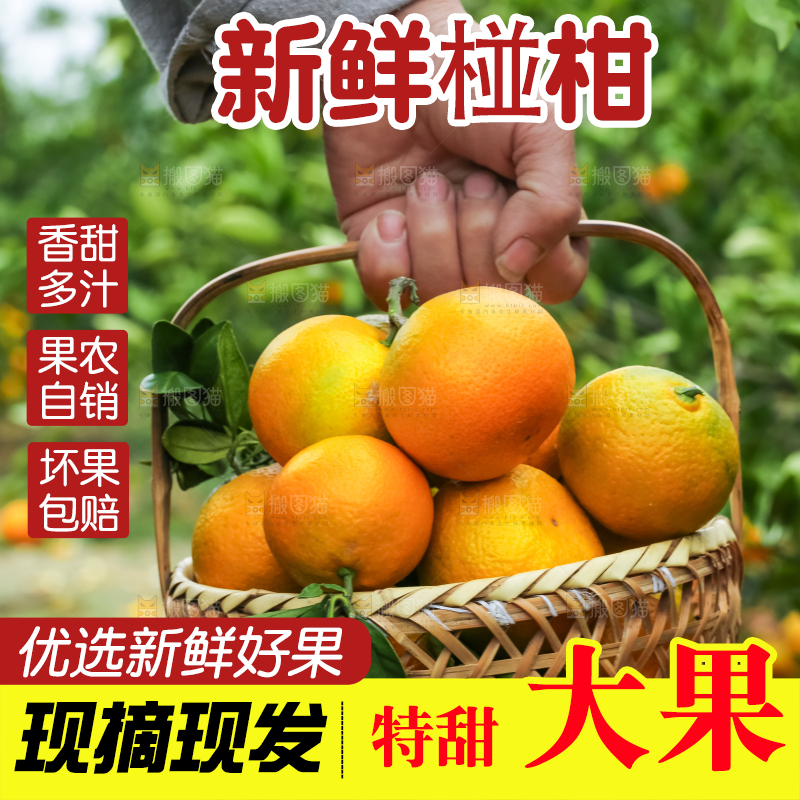 树上长着椪柑