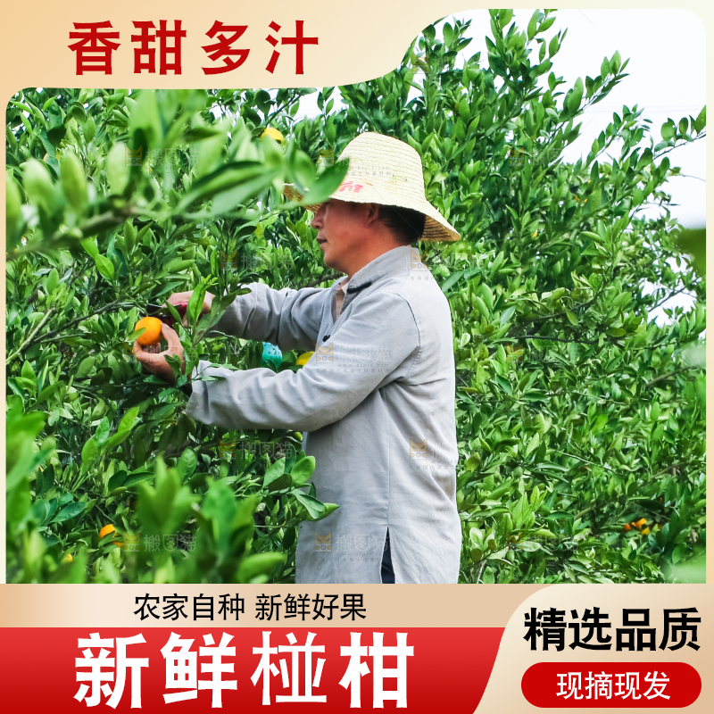 农民正在摘橘子