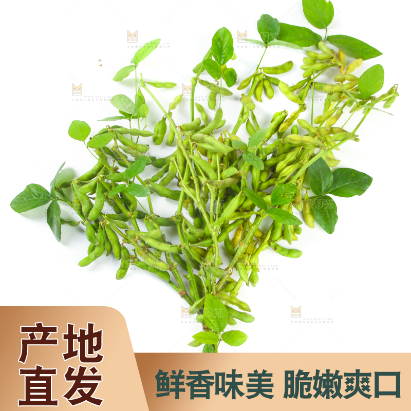 白底上的毛豆