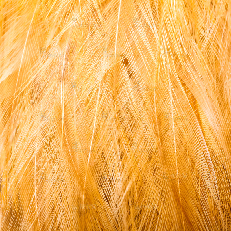 公鸡身上的羽毛