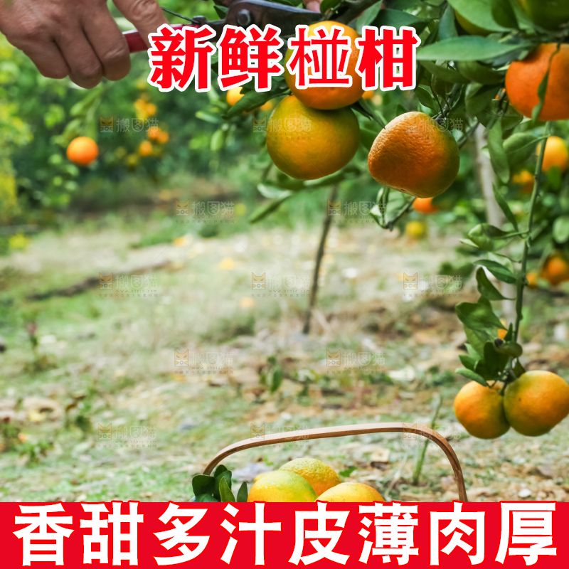 树上长着椪柑