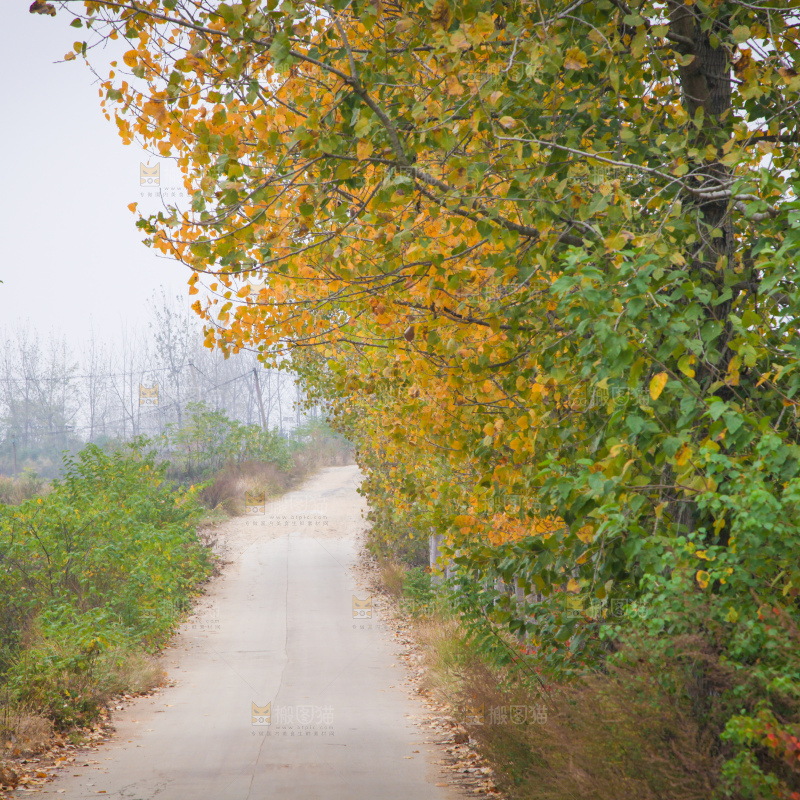 一条乡间道路