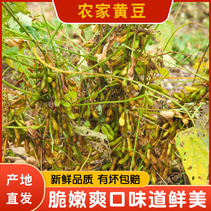 田里的黄豆