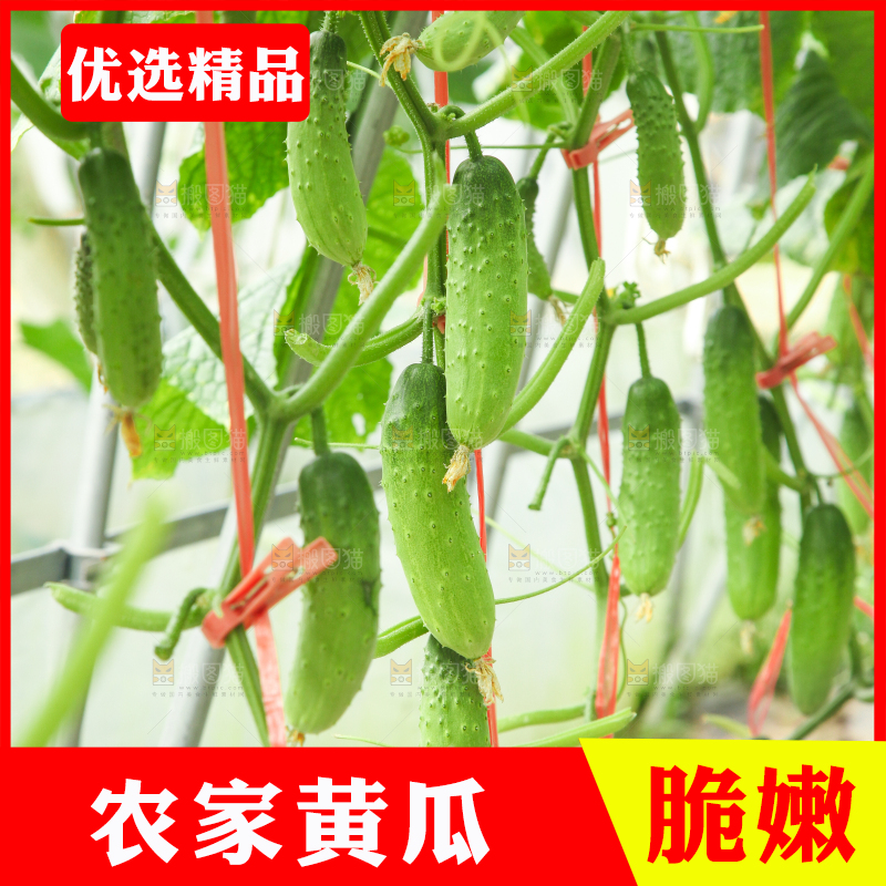 藤子上的小黄瓜