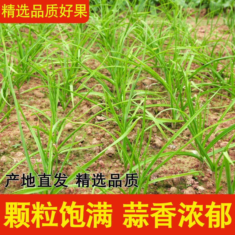 地里种着蒜苗