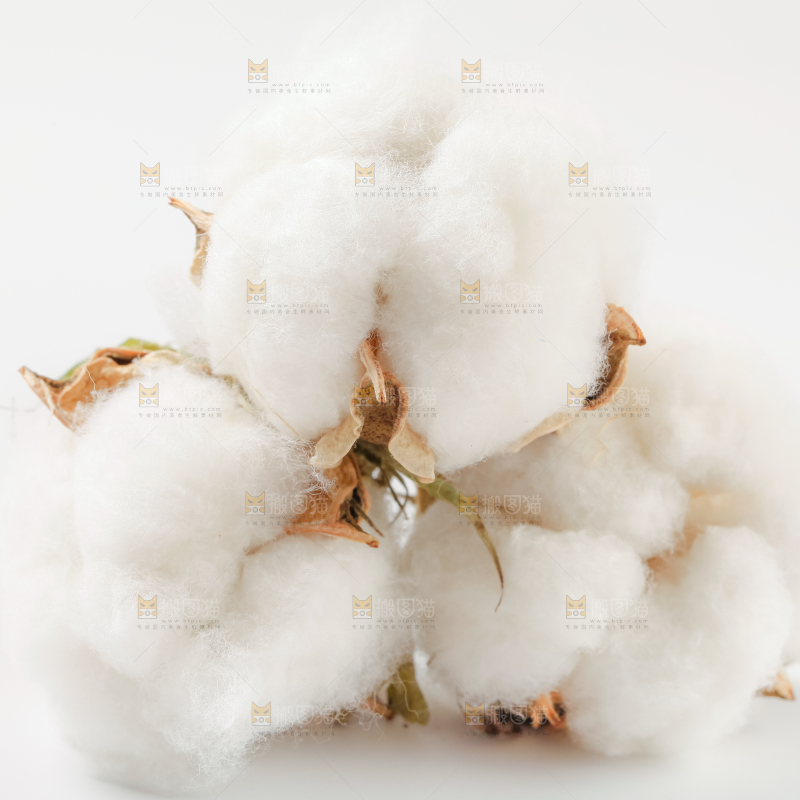 白底上的棉花