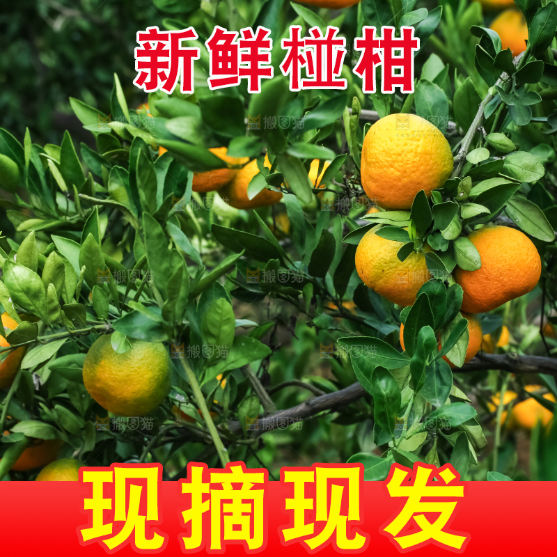 树上结着椪柑橘