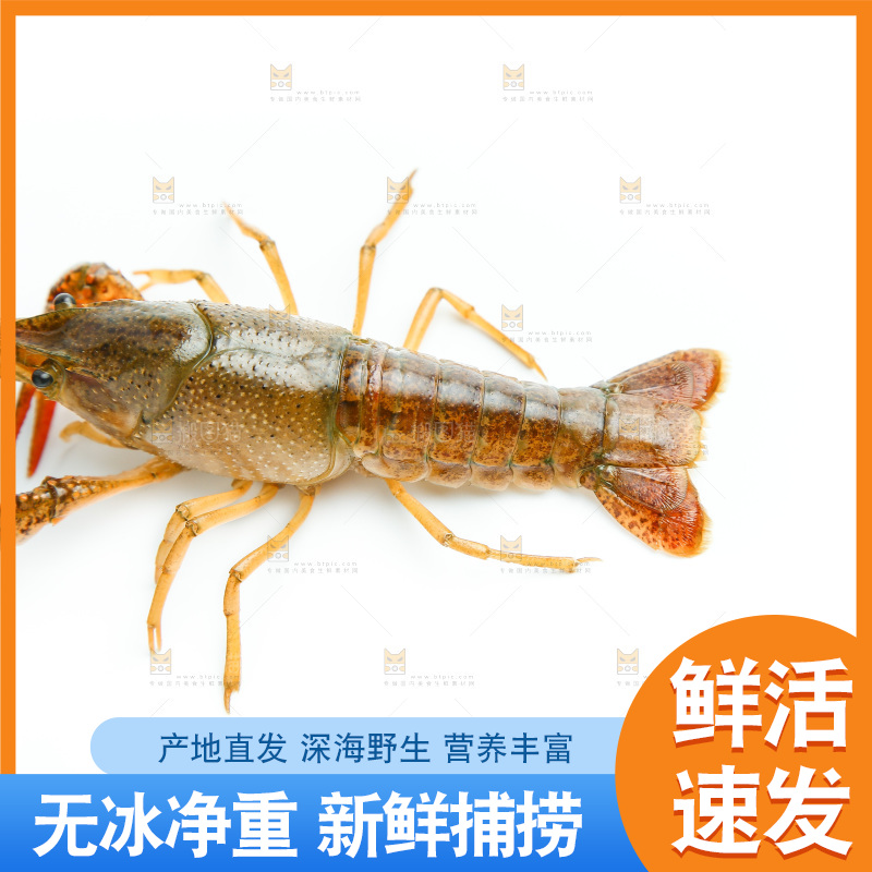 白底上放着小龙虾