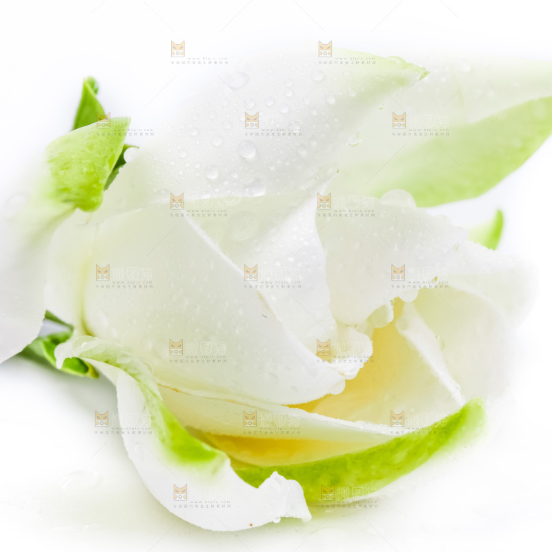 白底上摆放着栀子花