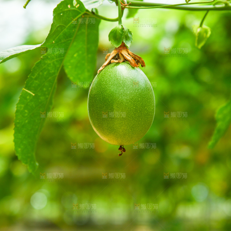 大棚里种着百香果