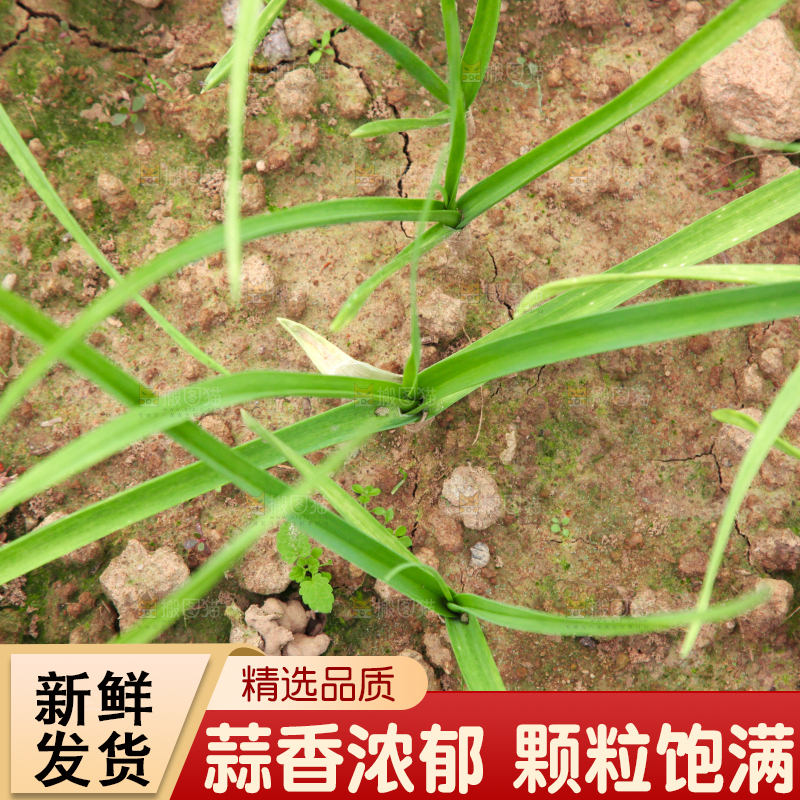 地里种着蒜苗