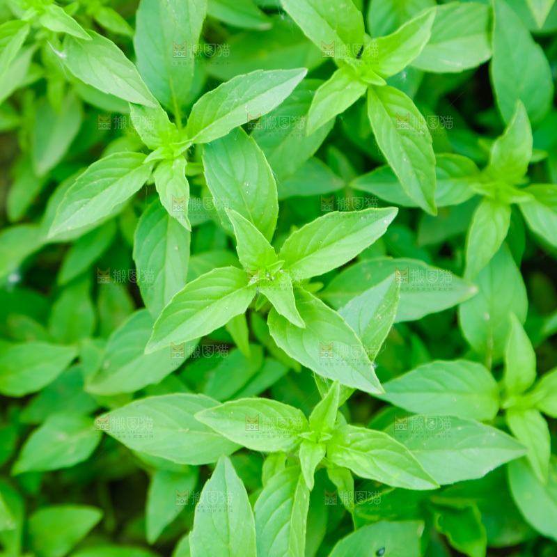 田里的荆芥