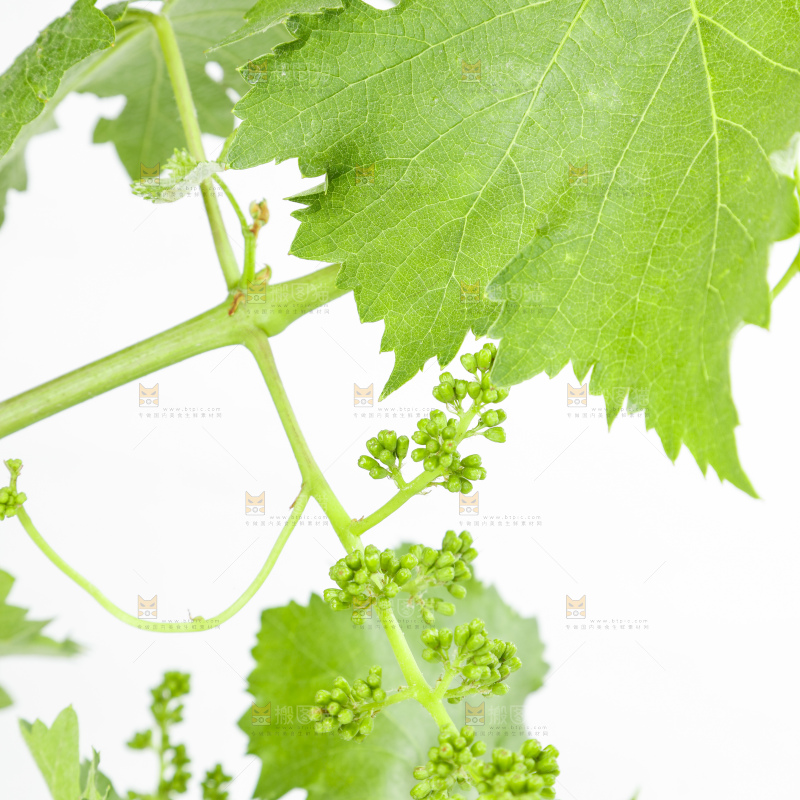 白底上的葡萄叶子