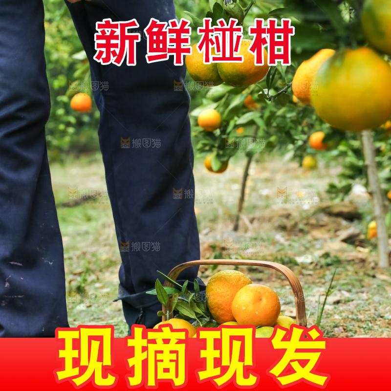 果园里的橘子