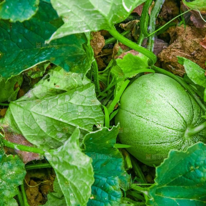 农田里种植的香瓜