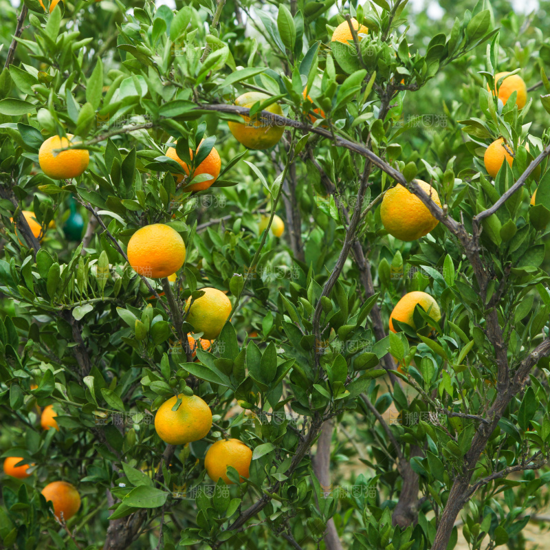 橘子种植基地