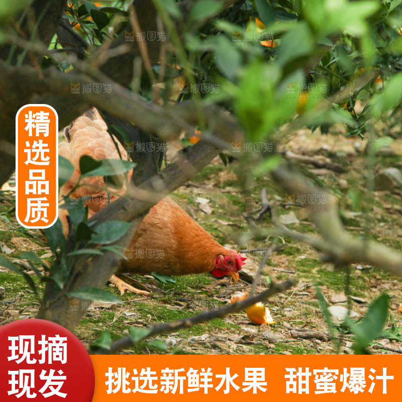 树上长着橘子