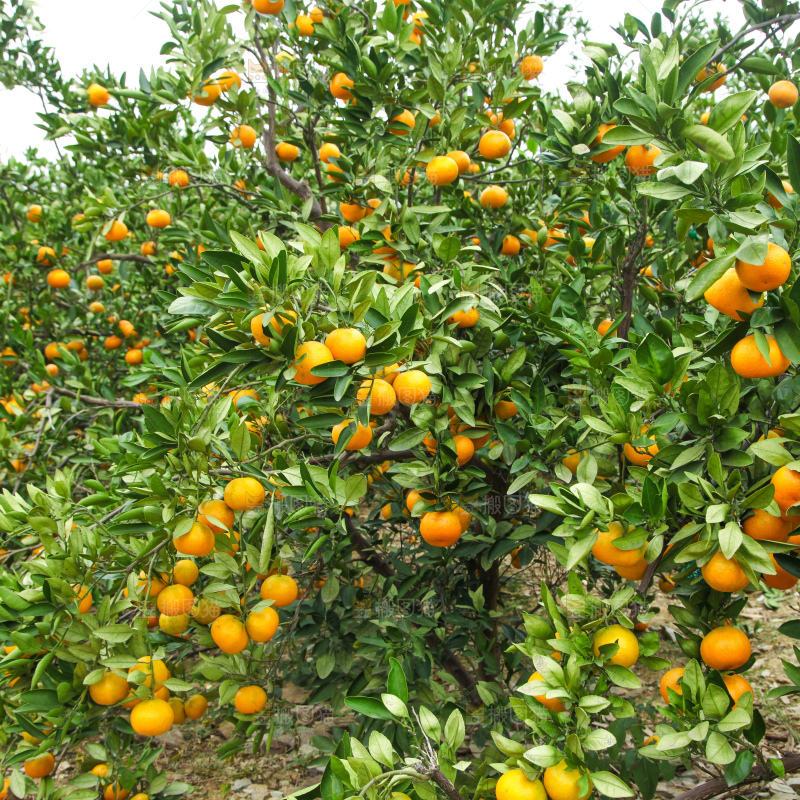 橘子种植基地