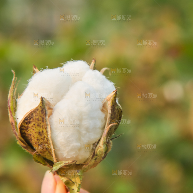 手里拿着棉花