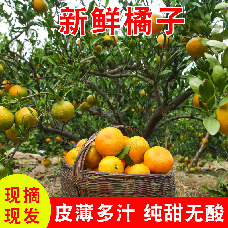 橘子种植基地