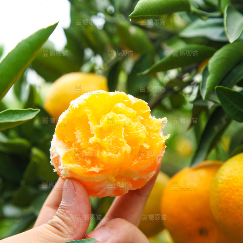橘子种植基地