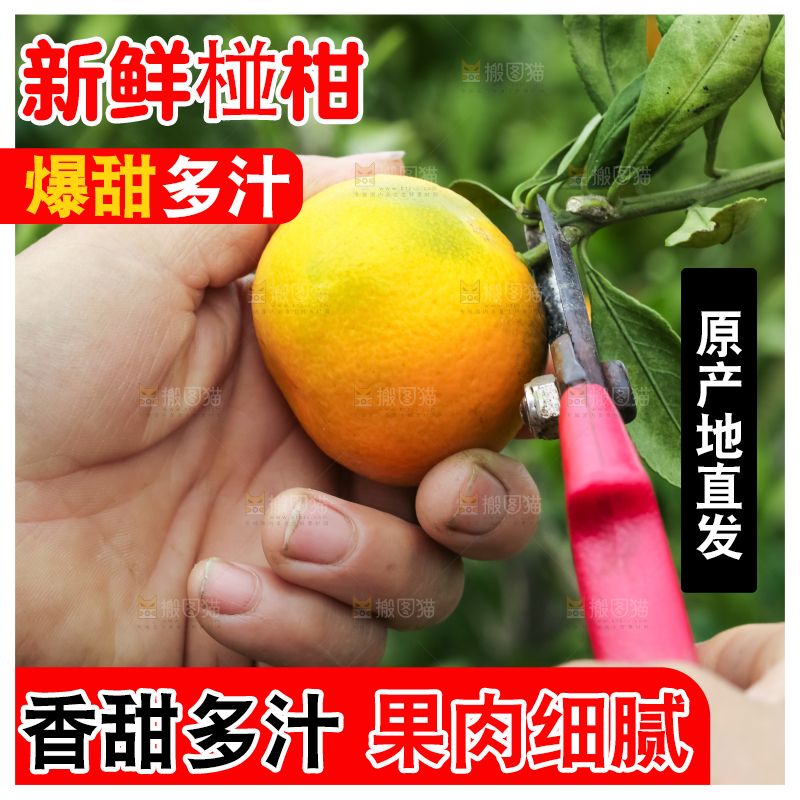 农民正在摘橘子