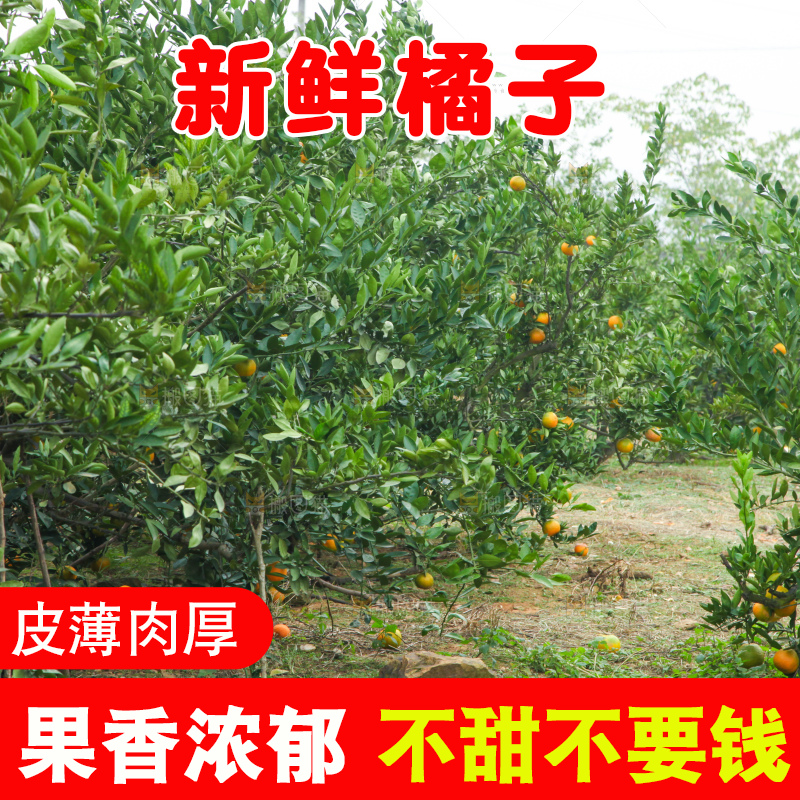 橘子种植基地