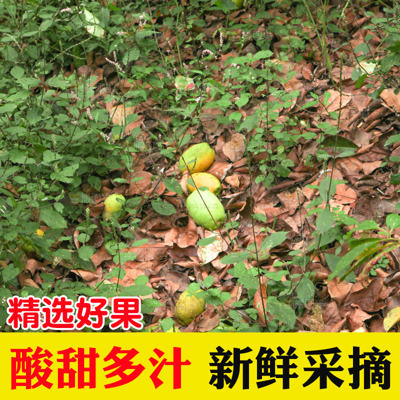 地上落着酸木瓜