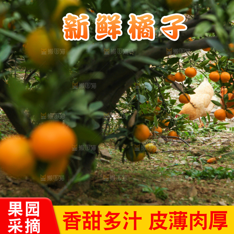 橘子种植基地
