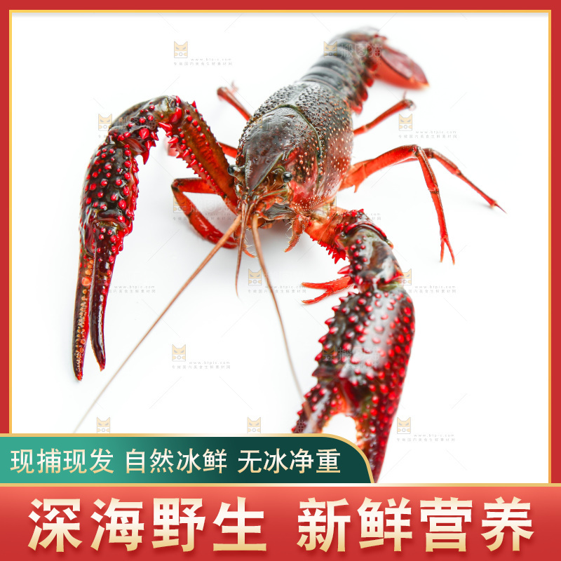 白底上放着小龙虾