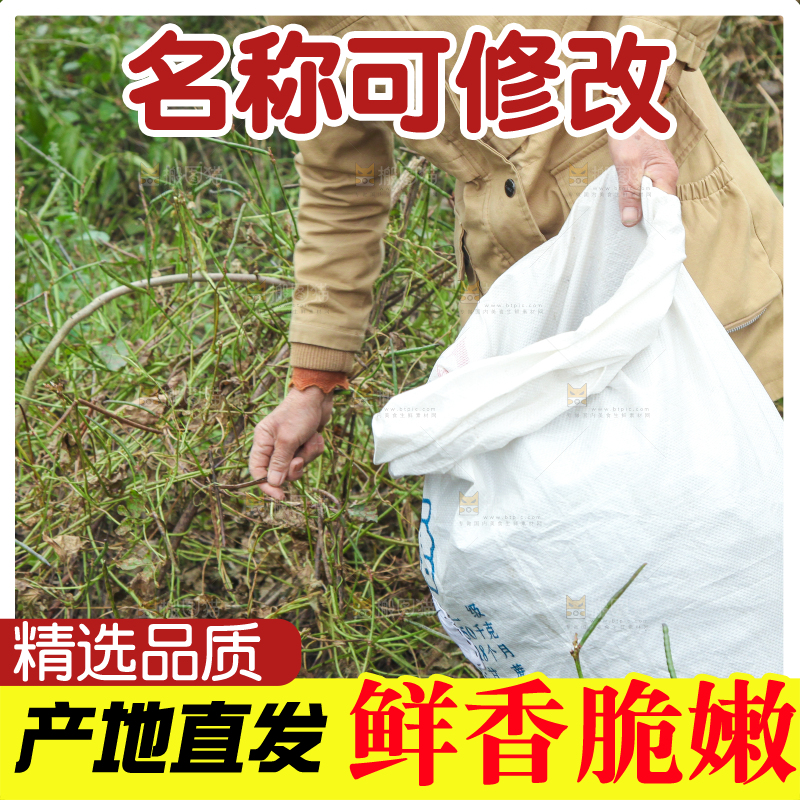 农民正在摘绿豆
