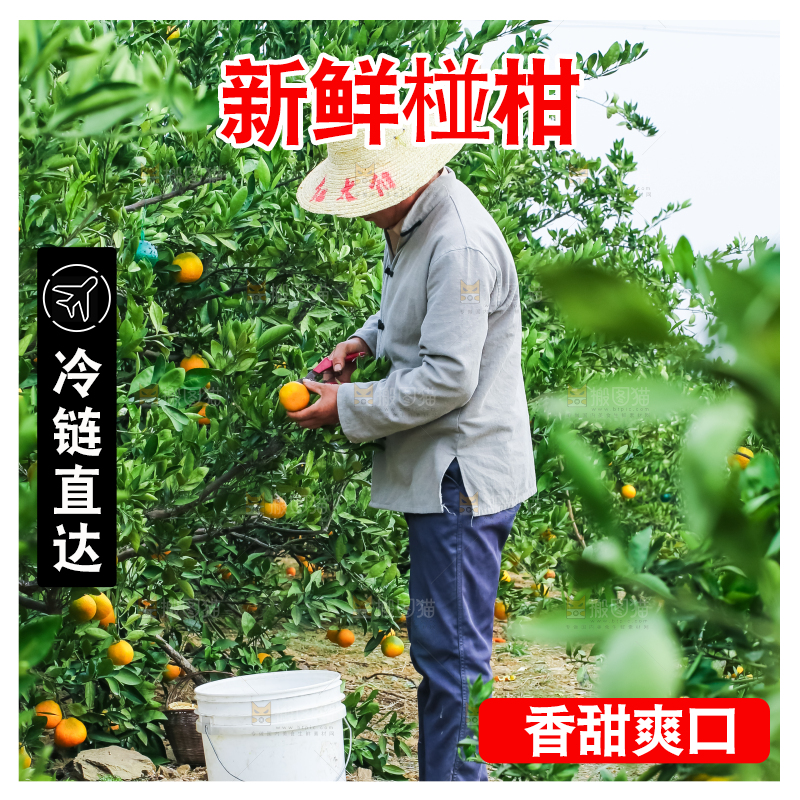 农民正在摘橘子