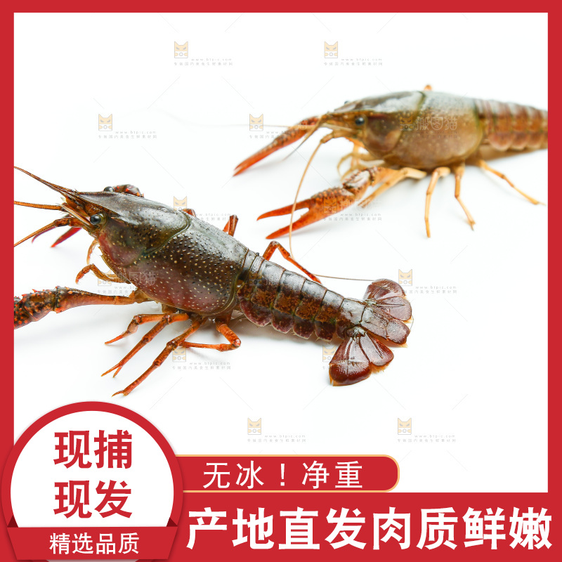 白底上的龙虾